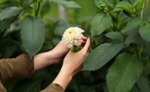 Boylecheloid Flower: Meaning, Uses & Growing Tips