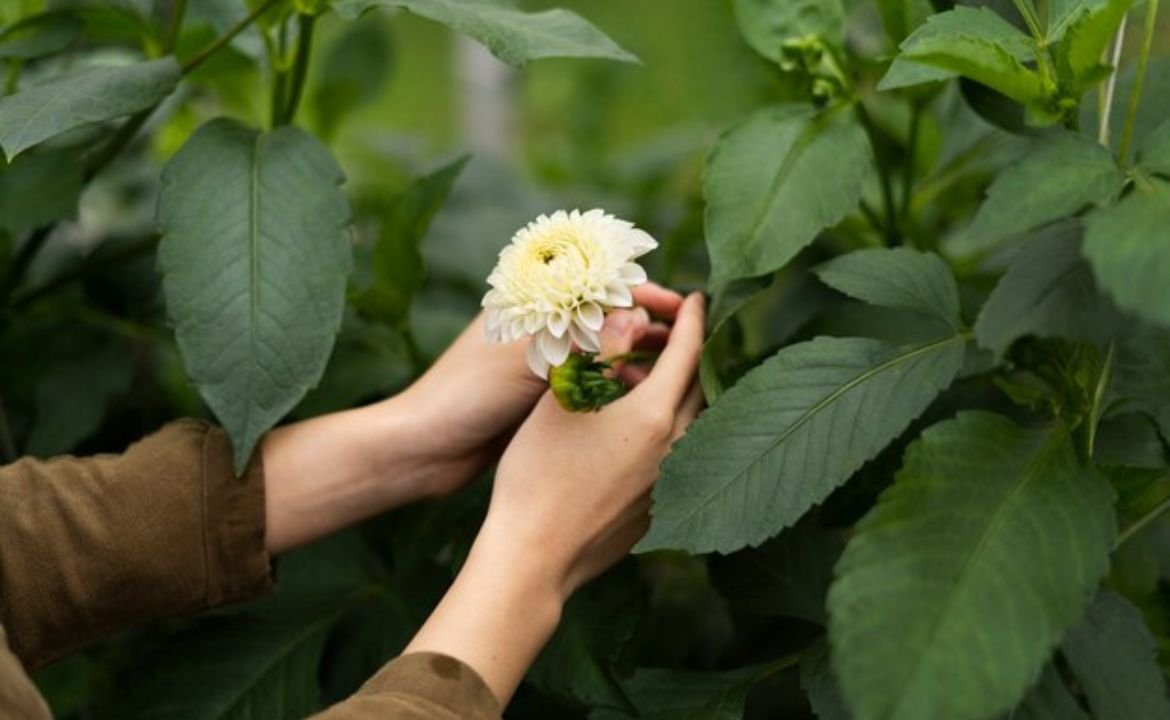 Boylecheloid Flower: Meaning, Uses & Growing Tips